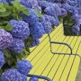 Boerenhortensia blauw